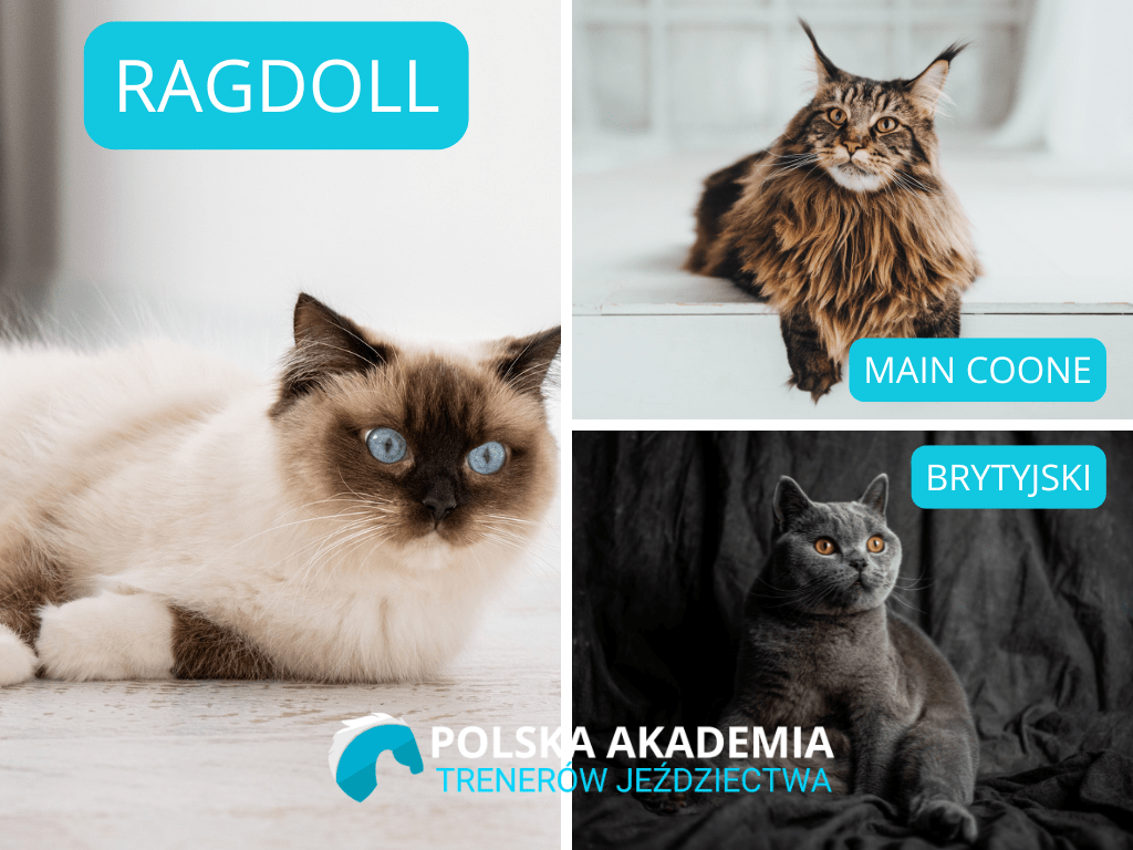 Rasy kotów do felinoterapii - POLSKA AKADEMIA TRENERÓW JEŹDZIECTWA